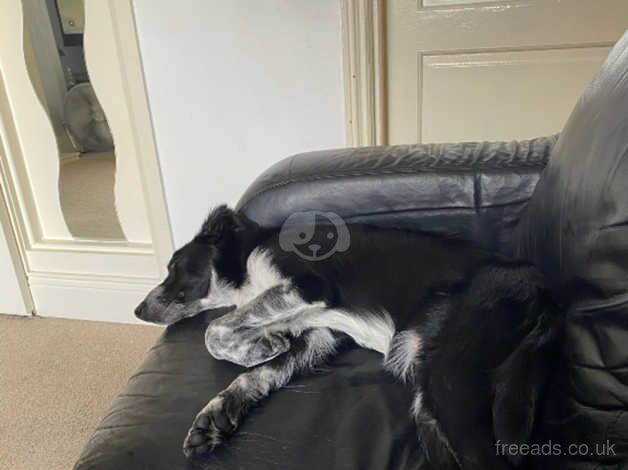 6 month old border collie puppy for sale in Sunderland, Tyne and Wear