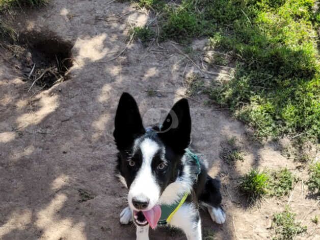 6 Month old Male Collie Mylo for sale in Cleveleys, Lancashire