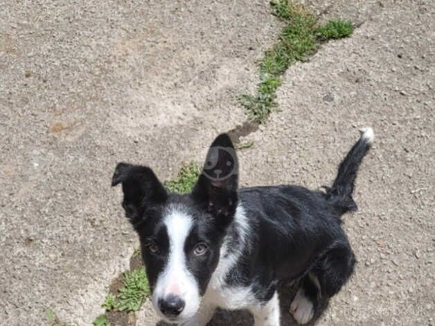 6 Month old Male Collie Mylo for sale in Cleveleys, Lancashire - Image 2