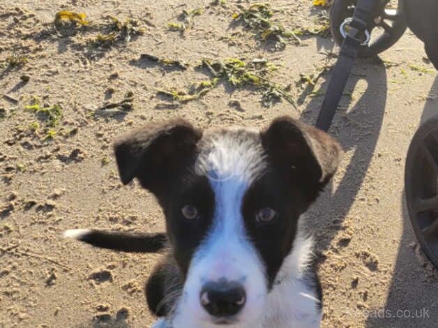 6 Month old Male Collie Mylo for sale in Cleveleys, Lancashire - Image 3