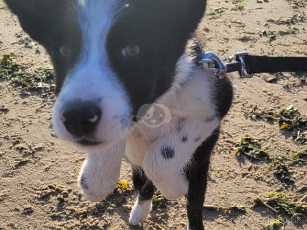 6 Month old Male Collie Mylo for sale in Cleveleys, Lancashire - Image 4