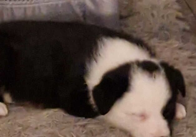 6 week old female pup for sale in Wakefield, West Yorkshire