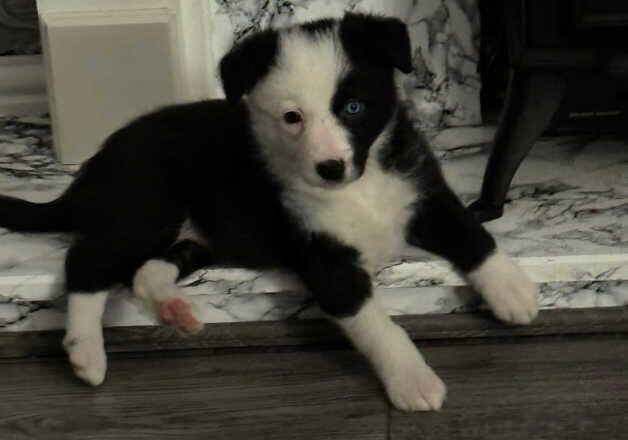 6 week old female pup for sale in Wakefield, West Yorkshire - Image 2