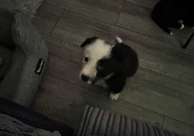 6 week old female pup for sale in Wakefield, West Yorkshire - Image 3