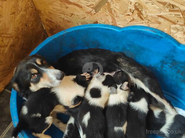 7 Boarder Collie puppies for sale in Cheadle, Greater Manchester