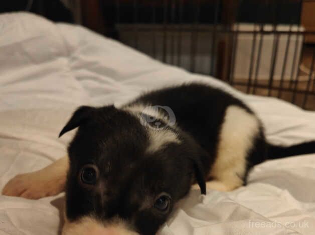 7 Boarder Collie puppies for sale in Cheadle, Greater Manchester - Image 2