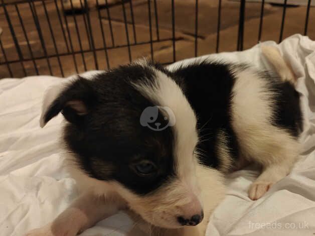 7 Boarder Collie puppies for sale in Cheadle, Greater Manchester - Image 3