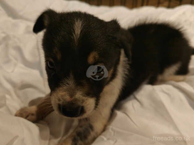 7 Boarder Collie puppies for sale in Cheadle, Greater Manchester - Image 4