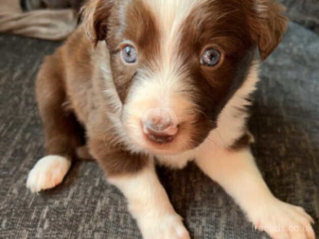 7 long hair border collie pups for sale in Newcastle upon Tyne, Tyne and Wear