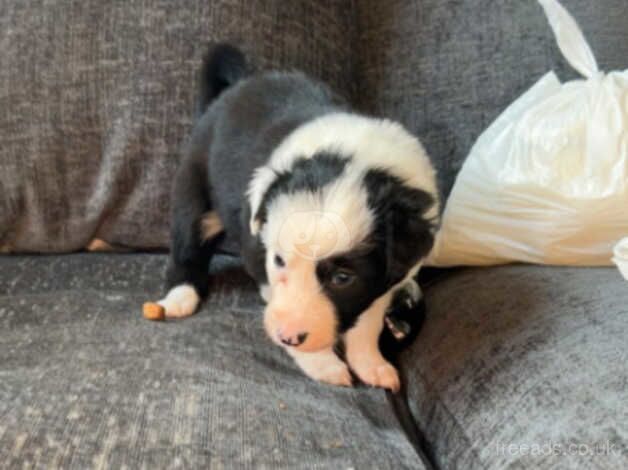 7 long hair border collie pups for sale in Newcastle upon Tyne, Tyne and Wear - Image 2