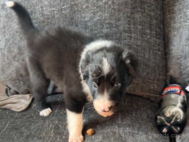 7 long hair border collie pups for sale in Newcastle upon Tyne, Tyne and Wear - Image 3