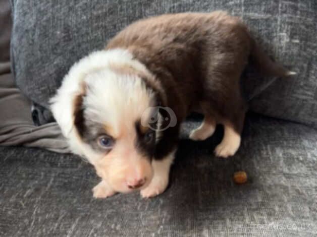 7 long hair border collie pups for sale in Newcastle upon Tyne, Tyne and Wear - Image 4