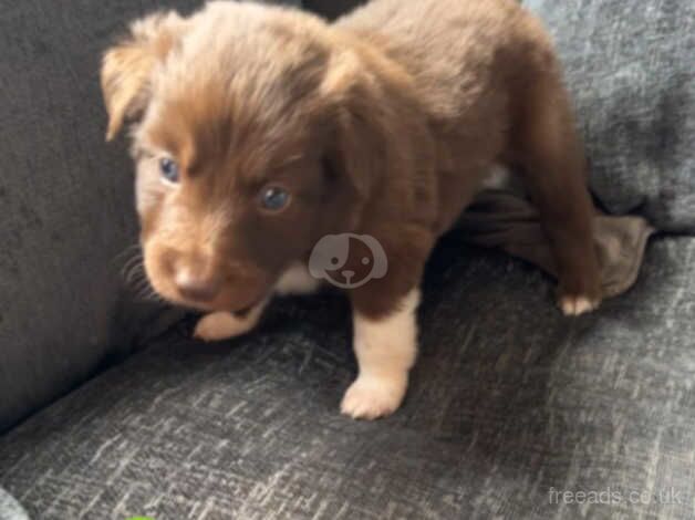 7 long hair border collie pups for sale in Newcastle upon Tyne, Tyne and Wear - Image 5