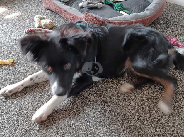 7 month border collie for sale in Carnoustie, Angus