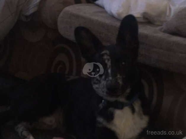 7 month collie male for sale in Burnley, Lancashire - Image 3