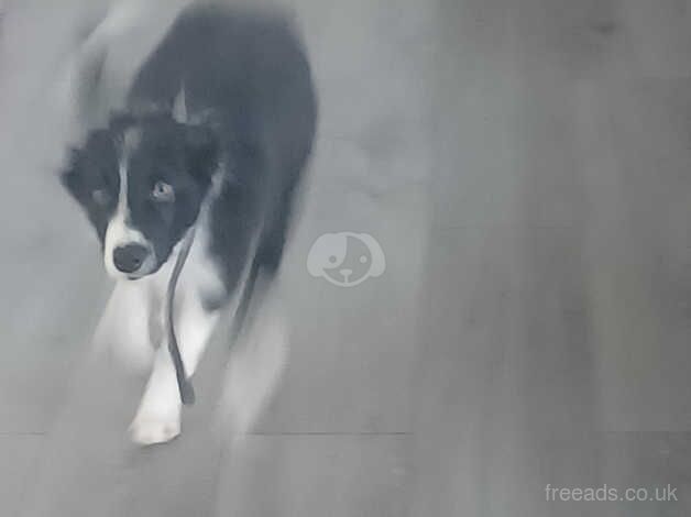 7 month old borser collie male needing forever home for sale in Sidlesham, West Sussex - Image 3