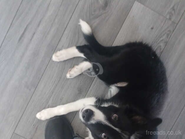 7 month old borser collie male needing forever home for sale in Sidlesham, West Sussex - Image 4