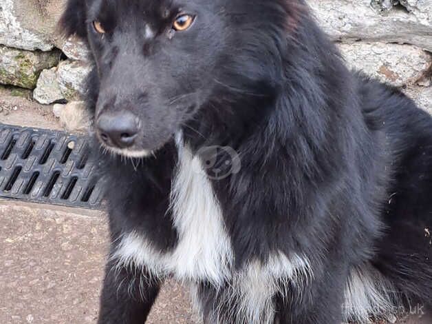 7 month old boy border collie for sale in Monmouth Cap, Monmouthshire