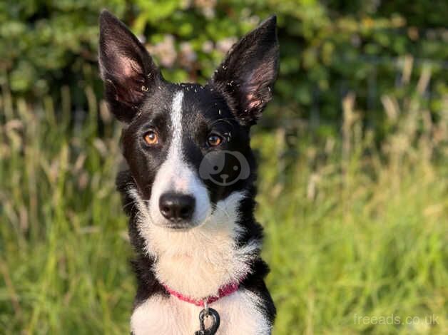 7 Month old Collie for sale in Carmarthenshire