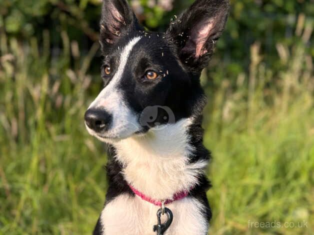 7 Month old Collie for sale in Carmarthenshire - Image 2