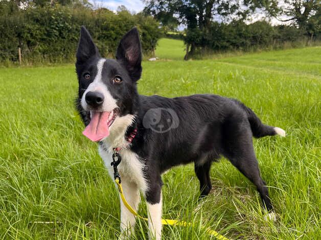 7 Month old Collie for sale in Carmarthenshire - Image 3