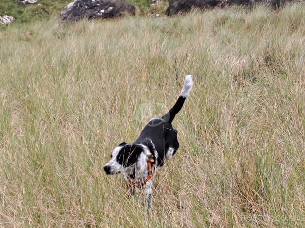 7 month old Collie x for sale in Newcastle upon Tyne, Tyne and Wear