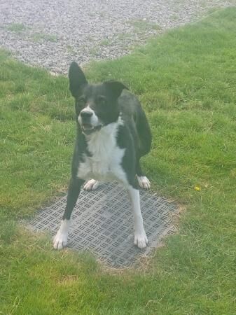 7 Year Old Border Collie for sale in Chester, Cheshire - Image 1