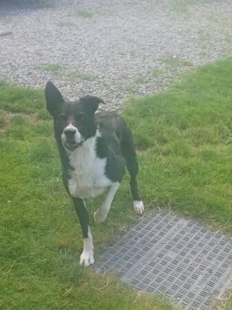 7 Year Old Border Collie for sale in Chester, Cheshire - Image 4