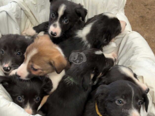 8 border collie puppies for sale in Oswestry/Croeswallt, Shropshire