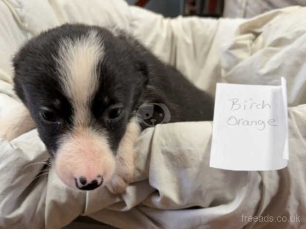 8 border collie puppies for sale in Oswestry/Croeswallt, Shropshire - Image 3