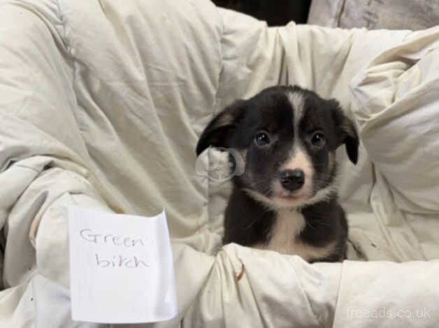 8 border collie puppies for sale in Oswestry/Croeswallt, Shropshire - Image 4