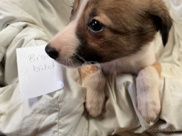 8 border collie puppies for sale in Oswestry/Croeswallt, Shropshire - Image 5