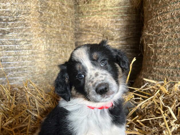 8 Border Collie Pups for Sale in Builth Wells, Powys