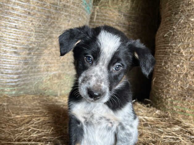 8 Border Collie Pups for Sale in Builth Wells, Powys - Image 2