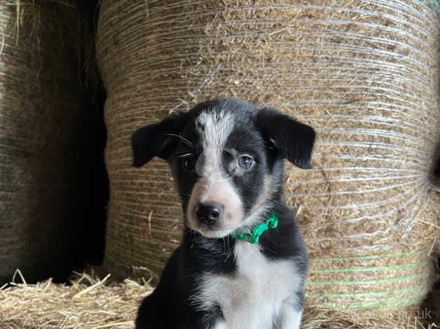 8 Border Collie Pups for Sale in Builth Wells, Powys - Image 3