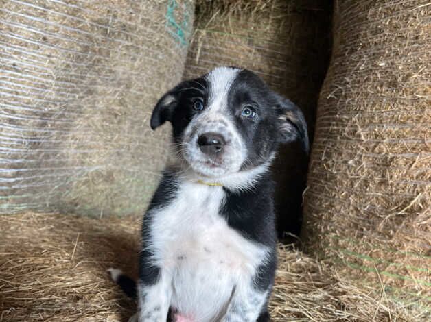 8 Border Collie Pups for Sale in Builth Wells, Powys - Image 4