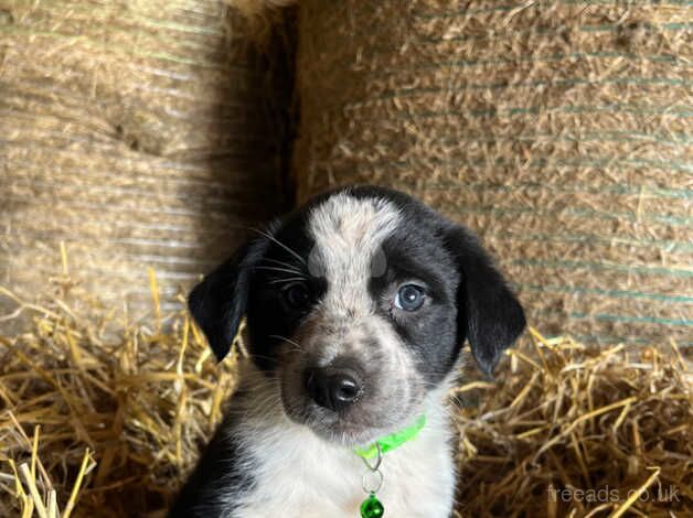 8 Border Collie Pups for Sale in Builth Wells, Powys - Image 5