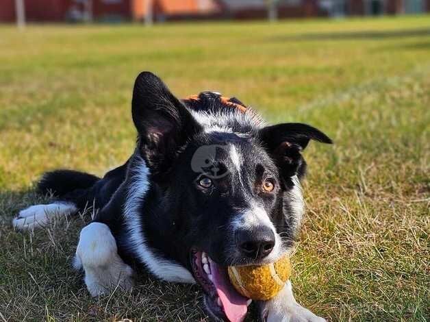 8 Month old Male Short Haired for sale in Telford, Shropshire - Image 2