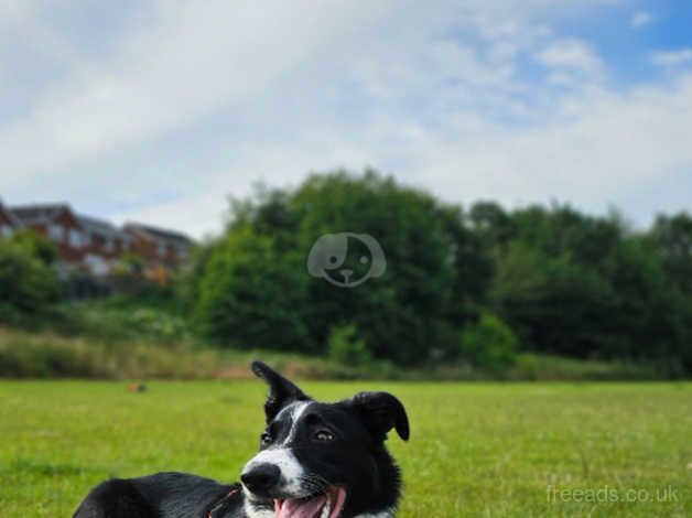 8 Month old Male Short Haired for sale in Telford, Shropshire - Image 3