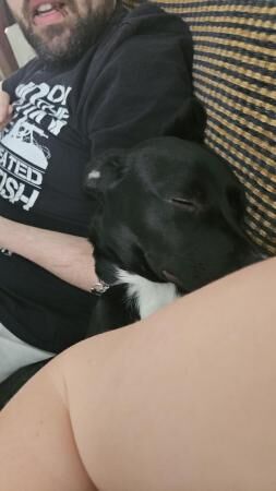 8 month old staffy x boarder collie rehoming for sale in Stafford, Staffordshire - Image 2