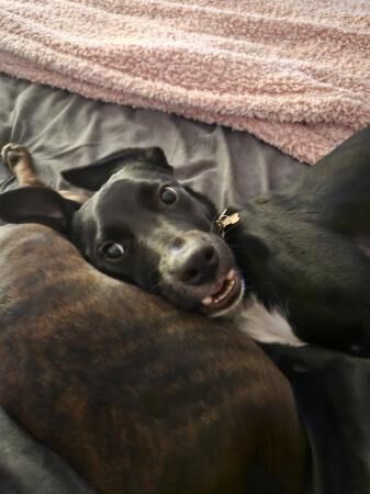 8 month old staffy x boarder collie rehoming for sale in Stafford, Staffordshire - Image 4