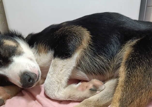 8 month old tri border collie for sale in Plymouth, Devon