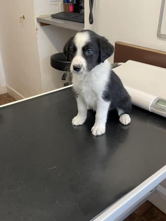 8 week old border cocker/collie cross puppies. for sale in Barley, Lancashire - Image 1