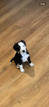 8 week old border cocker/collie cross puppies. for sale in Barley, Lancashire - Image 2