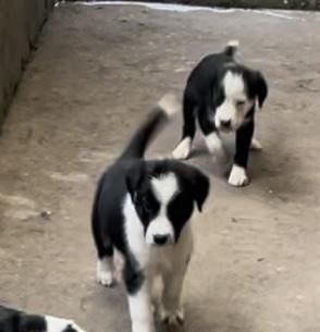 8 week old border cocker/collie cross puppies. for sale in Barley, Lancashire - Image 3