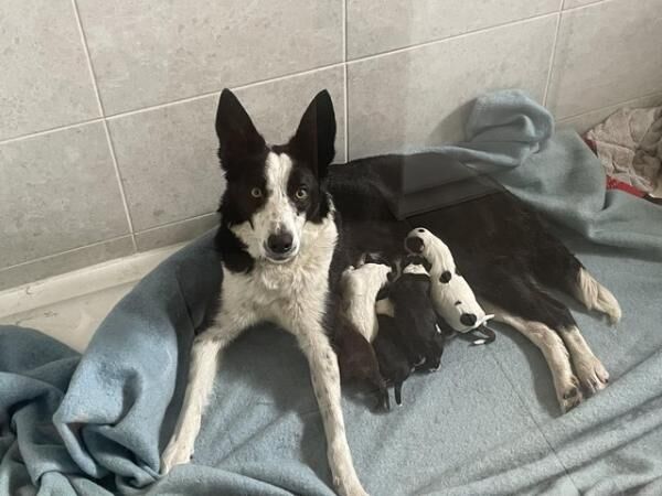 8 week old border cocker/collie cross puppies. for sale in Barley, Lancashire - Image 4