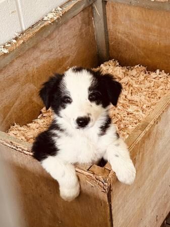 8 week old border collie puppies for sale in Banbury, Oxfordshire