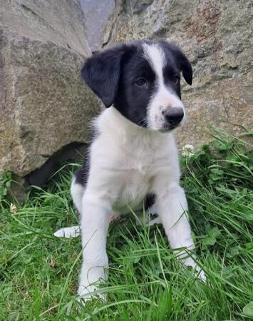 8 week Old Border Collie Puppy for sale in Newtown/Y Drenewydd, Powys