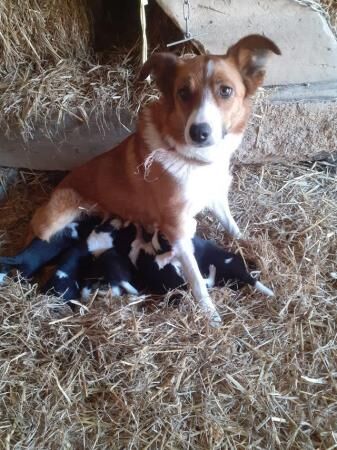 8 week Old Border Collie Puppy for sale in Newtown/Y Drenewydd, Powys - Image 2