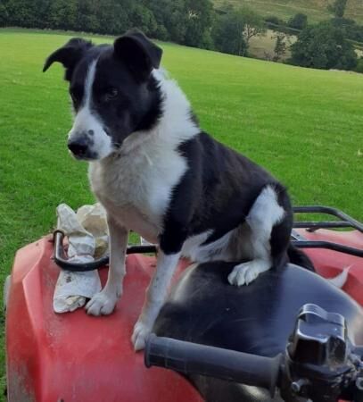 8 week Old Border Collie Puppy for sale in Newtown/Y Drenewydd, Powys - Image 3